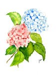 My-Hydrangea-print