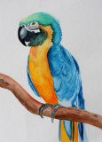 Polly Parrot