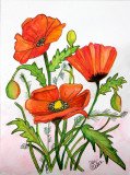 Poppies 2