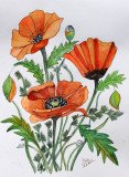 Poppies