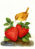 Wren