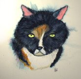 My Cat
