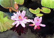 Lilies In The Sun