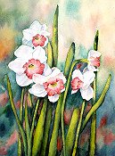 April Narcissus