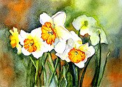 Daffodils