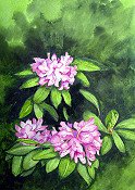 Rhodedendron
