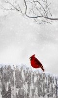 Cardinal