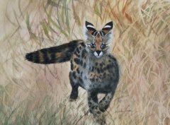 Lynx