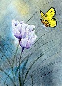 Butterfly