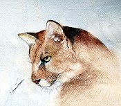 Cougar