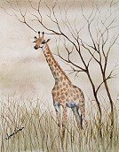Girraffe