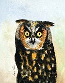 Hooty