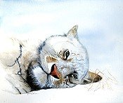 Snow Tiger