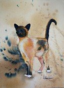 Snowshoe Cat