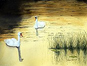 Swans