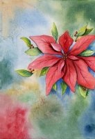Christmas Poinsettia