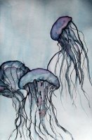 Jellyfish