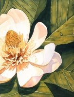 Mary Ann's Magnolia