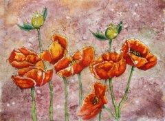 Poppies