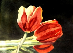 Twilight Tulips
