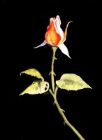 Vivid Rose