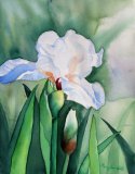 White Iris