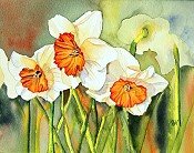 Daffodil