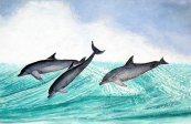 Dancing Dolphins