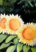 Sunflowers