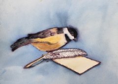 Black Capped Chickadee