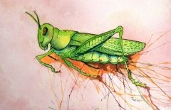 Grasshopper