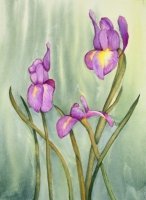 Iris 2