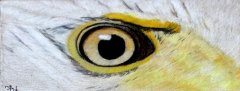 Eagle Eyes