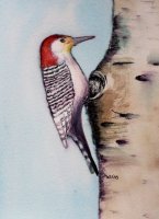 Woodpecker