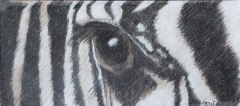 Zebra's Eye