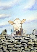 Cow