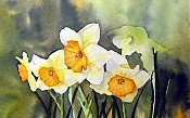Daffodils