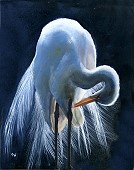 Egret