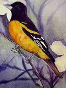 Oriole