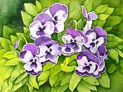 Pansies