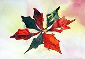 Poinsettia