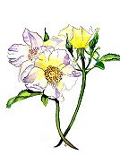 Roses