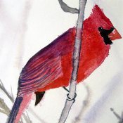 Cardinal