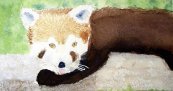 Red Panda
