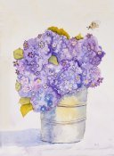 Hydrangea