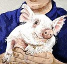 Piglet