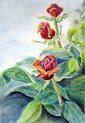Roses Pastel
