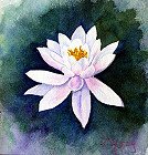Water Lily